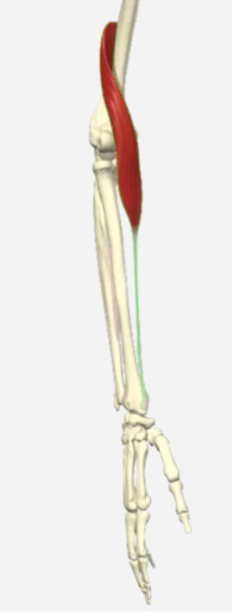 <p>Musculus Brachioradialis </p>