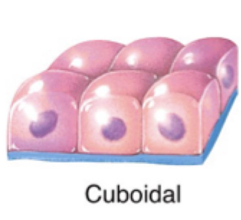 <p>Cube shaped cells with central neuclei</p>