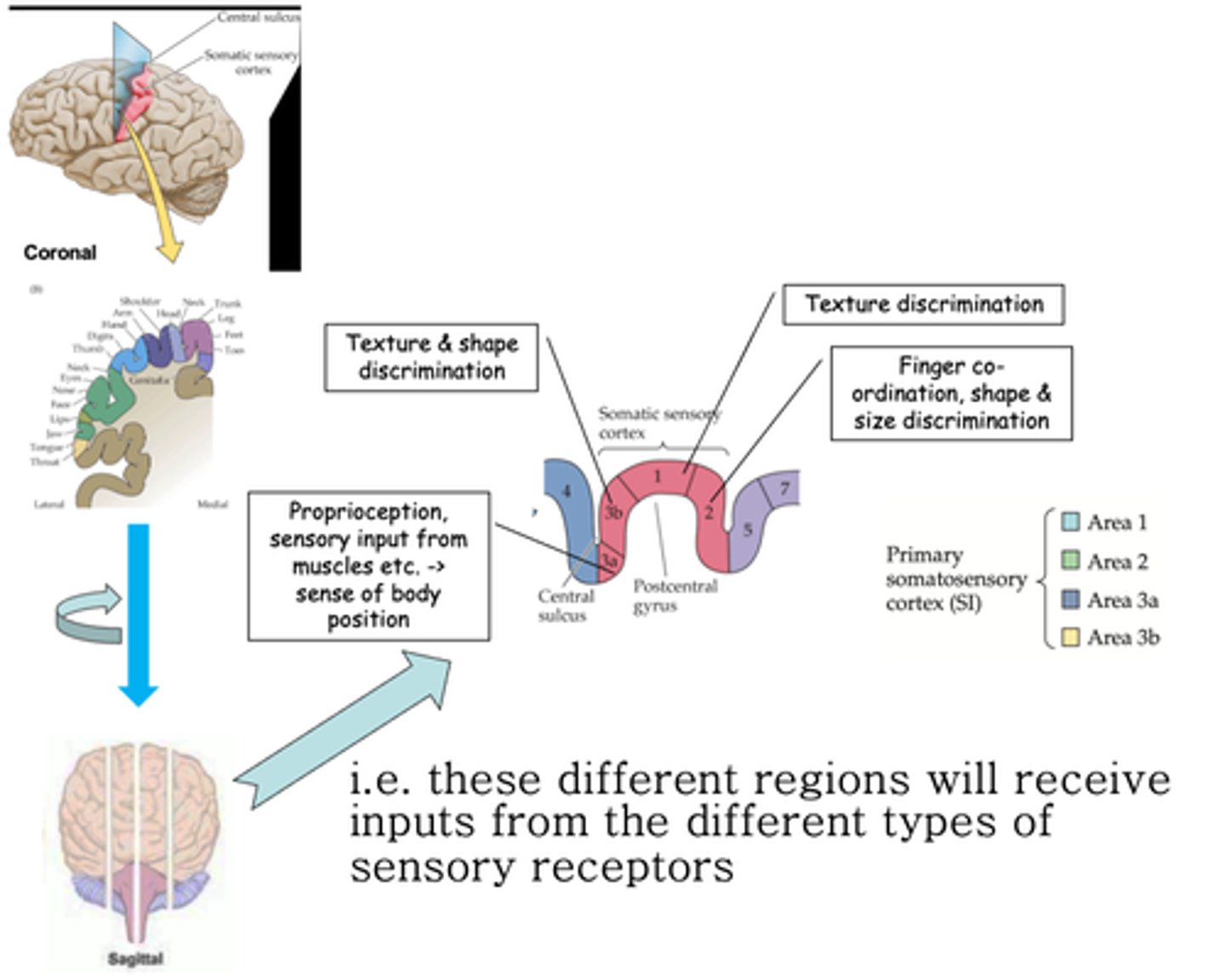 <p>What are these areas known as?</p>