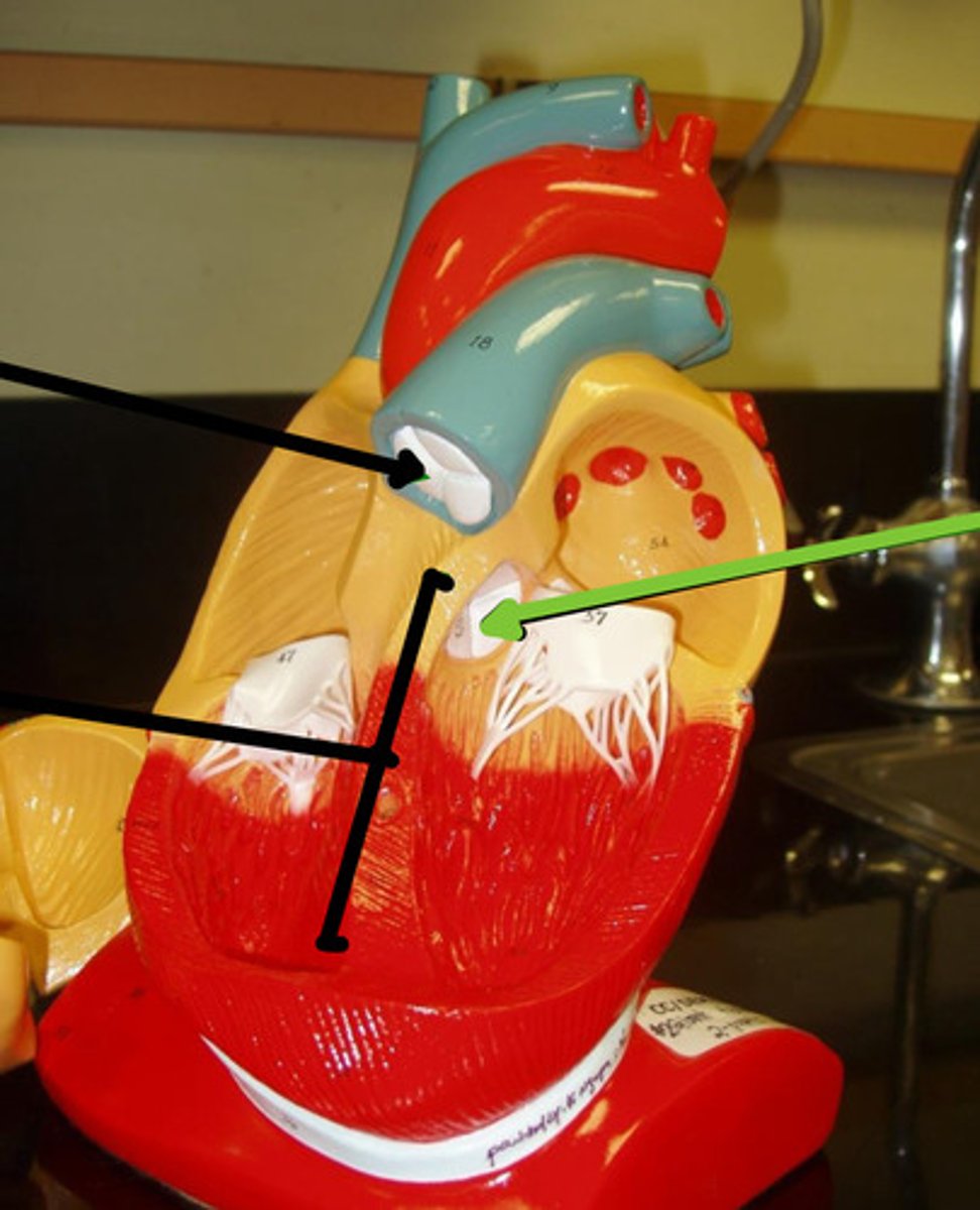 <p>Name the structure and function</p>