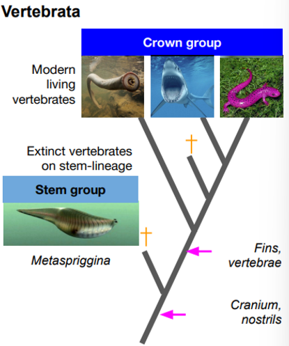 <p>Metaspriggina is an extinct vertebrate on the stem linneage</p>