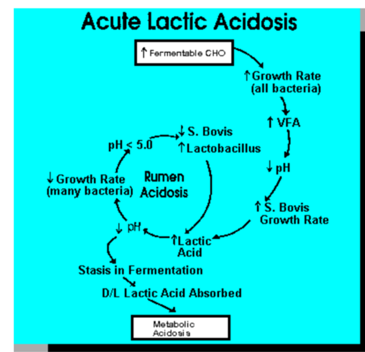 <p>it can cause lactic acidosis</p><p>because the cattle does not have the proper ruminal microflora to digest it, and will produce high amounts of volatile acids, causing acidosis</p>