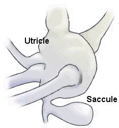 <ul><li><p>Utricle is for detection of linear acceleration or position in a horizontal plane</p></li><li><p>Saccule is for detection of linear acceleration or position in a vertical plane</p></li><li><p>In the macula (sensory receptor), gravity causes the gelatinous matrix with otoliths to put constant pressure on the sensory hairs when the head is still</p><ul><li><p>Movement bends hairs which generate nerve impulses</p><ul><li><p>Linear motion</p></li></ul></li></ul></li></ul>