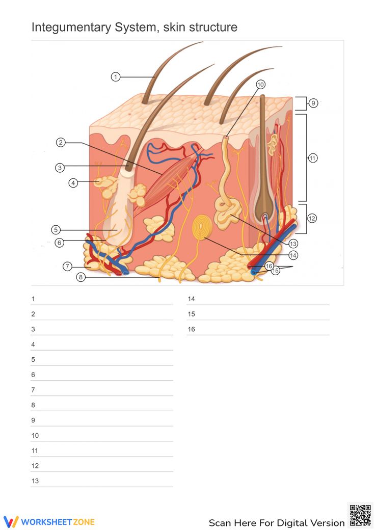 <p>Looking at the Model Where is the Hypodermis in the Model of skin</p>