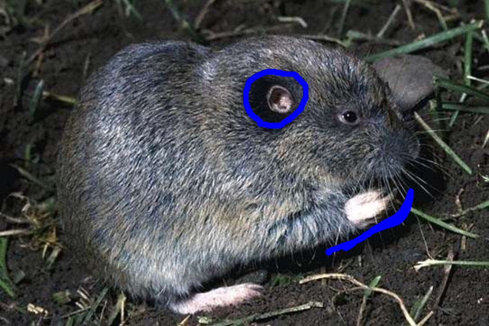 <p>northern pocket gopher</p>