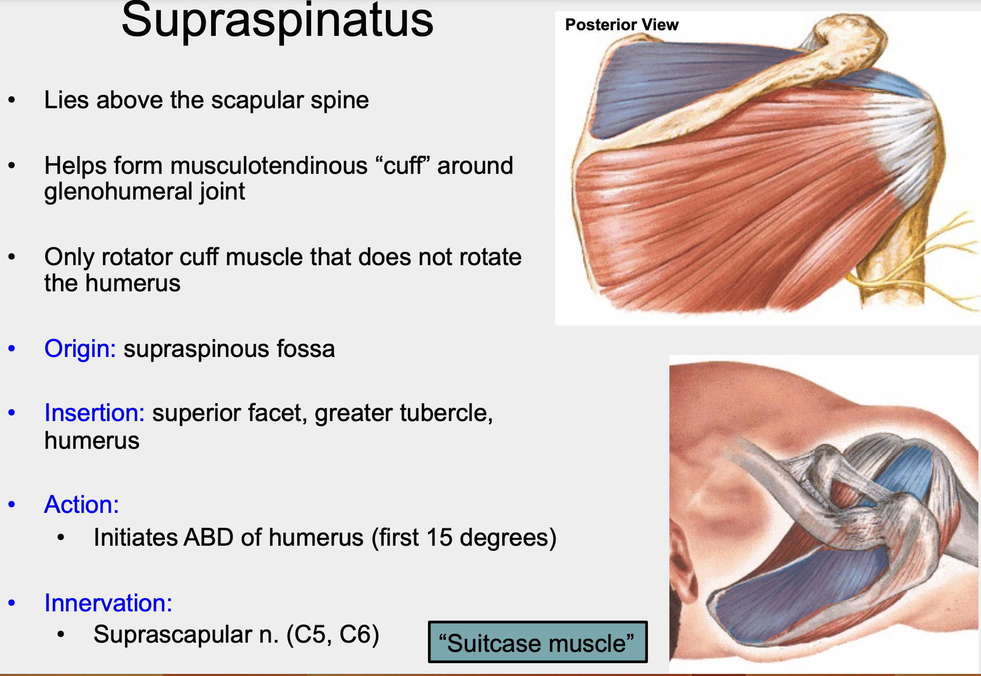 above the scapular spine