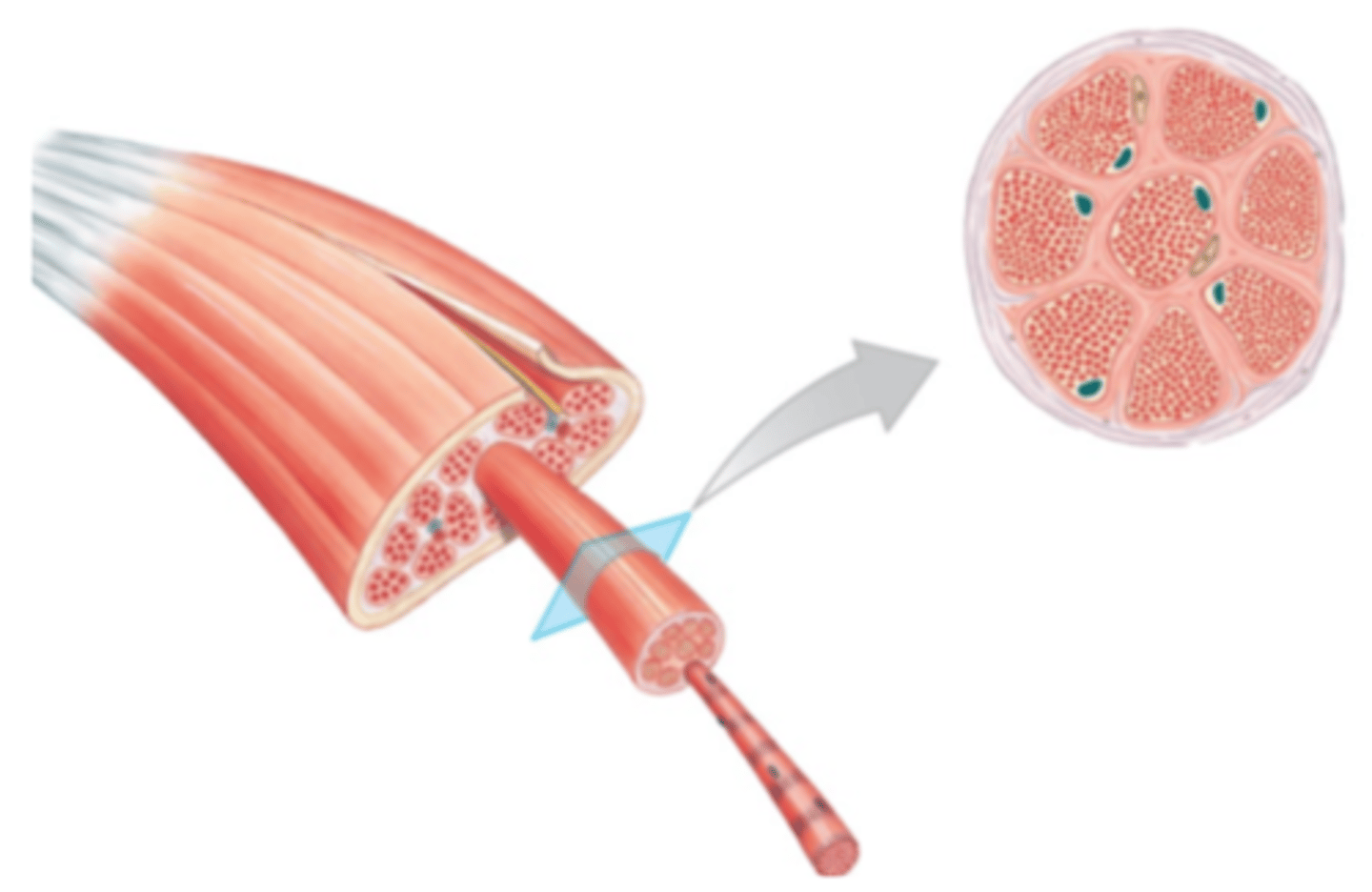 <p>A bundle of muscle fibers</p>