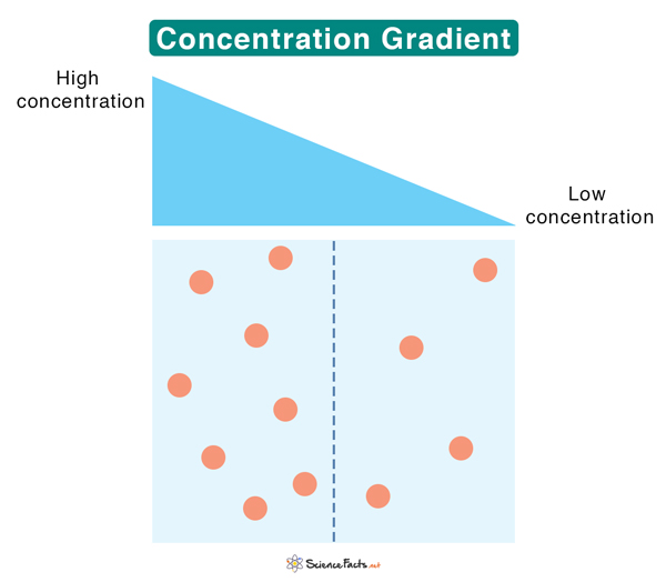 <p>difference in concentration between 2 areas</p><ul><li><p>a steeper gradient means faster diffusion</p></li></ul><p></p>