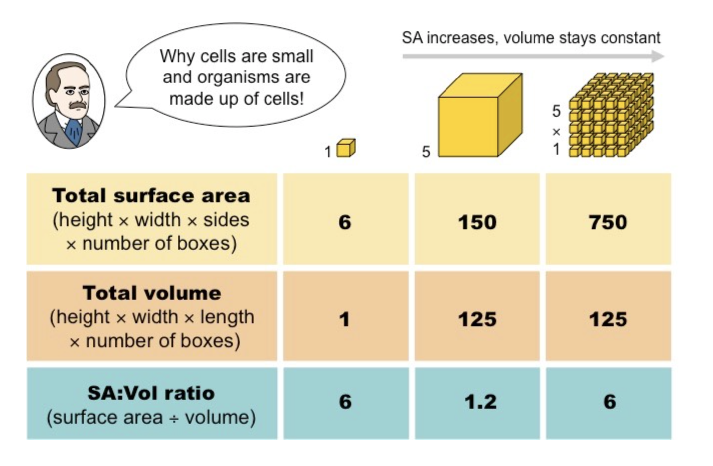 <ul><li><p>As a cell grows volume increases faster than surface area, leading to decreased SA:Vol ratio</p></li><li><p>If metabolic rate &gt; rate of vital material exchange cell dies</p></li><li><p>Hence growing cells tend to divide and remain small to maintain high SA:Vol ratio</p><ul><li><p>This way Volume stays constant with growth and SA can increase</p></li></ul></li></ul>