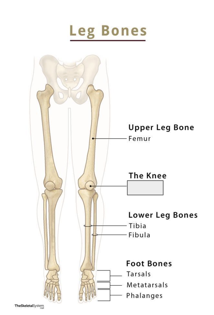 <p>Name the covered bone</p>