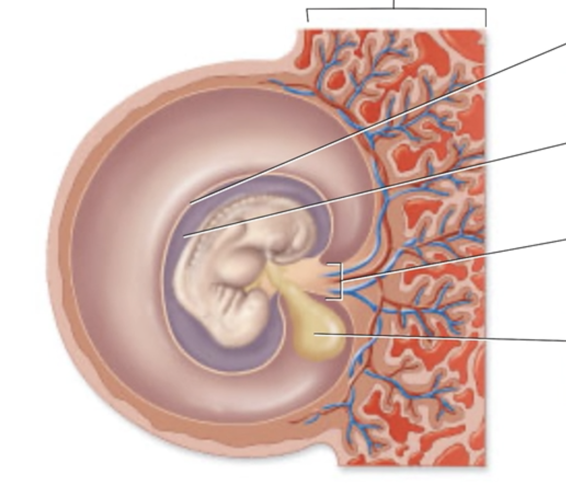 <p>Structures Surrounding Four Week Embryo</p><p>Label the structures surrounding a late 4-week-old embryo.</p>