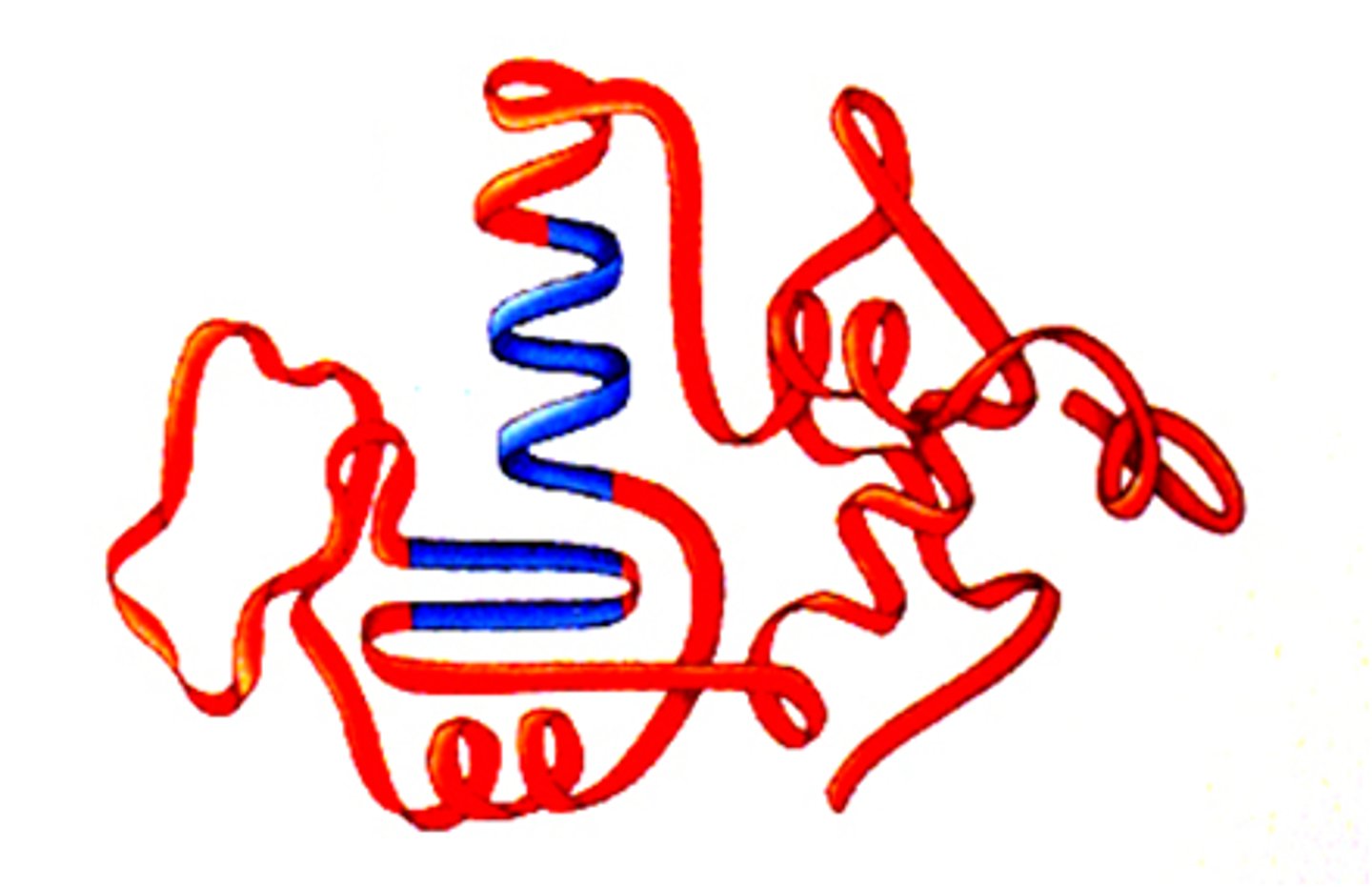 <p>protein structure is formed when the twists and folds of the secondary structure fold again to from a larger 3D structure</p>
