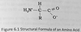 <p>contain both a positive and a negative charge as illustrated below</p>
