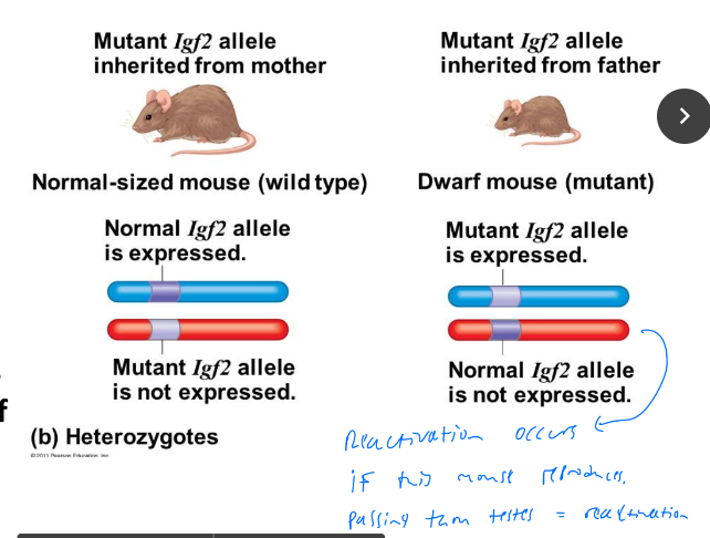 Dwarf mouse example. Even if dominant (normal allele) is present on mother, all progeny dwarf. Normal father crossed with dwarf mother, all progeny normal sized. Maternally silenced.