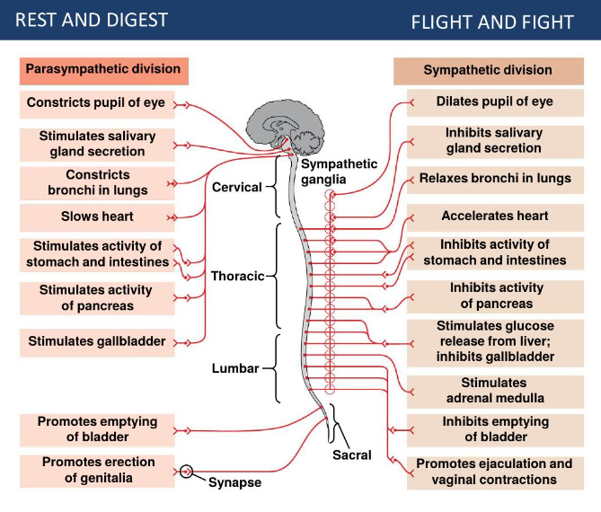 <ul><li><p>Parasympathetic division</p><ul><li><p>rest and digest</p></li><li><p>muscarinic </p></li><li><p>releases acetylcholine </p></li></ul></li><li><p>Sympathetic division</p><ul><li><p>flight and fight </p></li><li><p>nicotinic </p></li></ul></li></ul>