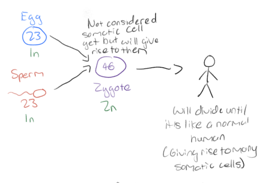 <p>Because gametes only have one set of chromosomes and that they have to pair up with another gamete to have their 2n</p>