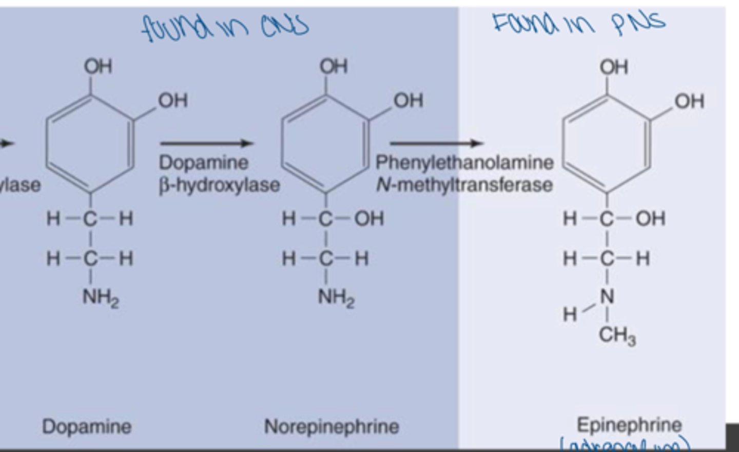 <p>dopamine, norepinephrine, epinephrine (all derived from tyrosine)</p>