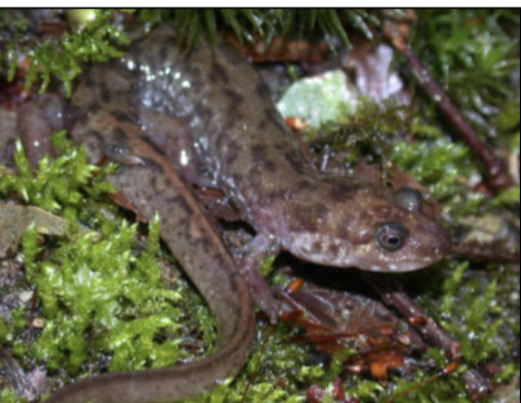 <p>Desmognathus monticola</p>