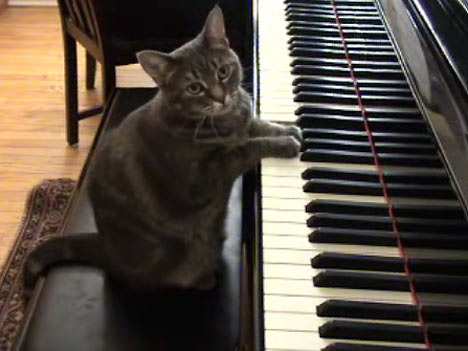 <p>Since when have you played the piano?</p>