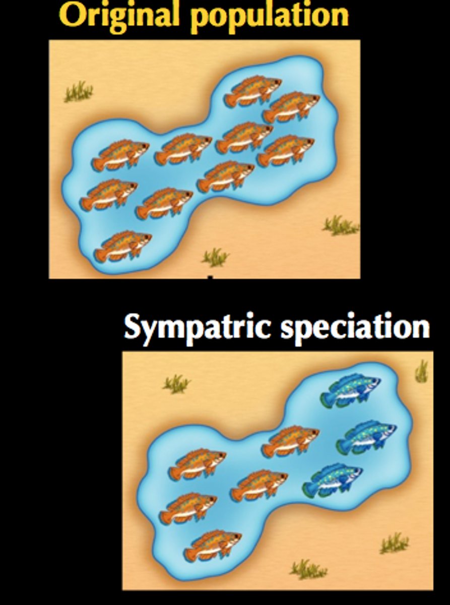 <p>New species evolve in same areas as parental species (more common in plants)</p><p>-change in chromosome #; often abrupt genetic changes that lead to reproductive isolation of a group</p><p>-change in ecology</p>