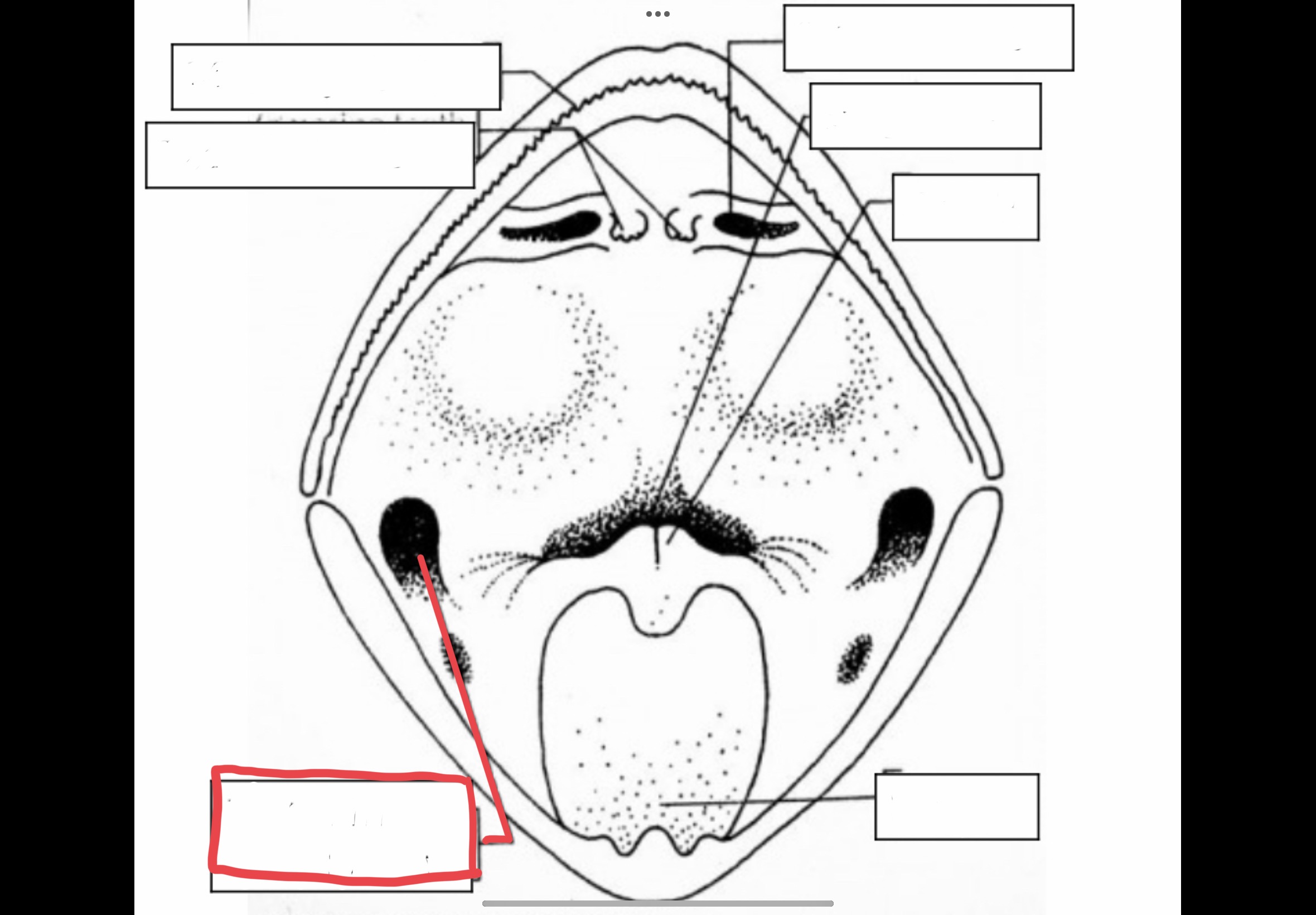 <p>Mouth openings that lead to tubes that connect to the middle ear to equalize air pressure</p>