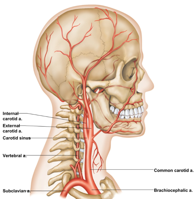 <ul><li><p>autoregulation → brain is least tolerant to ischemia (lack of blood flow)</p><ul><li><p>brain dependent on oxygen and glucose</p></li><li><p>death of cells within minutes of ischemia</p></li></ul></li></ul><p></p><ul><li><p>Brain receives blood through 4 source arteries </p><ul><li><p>2 internal carotid arteries (branch off common carotid)</p><ul><li><p>external → blood outside of skull</p></li><li><p>internal → blood to brain via carotid canal</p></li></ul></li><li><p>2 vertebral arteries </p></li></ul></li></ul><p></p><ul><li><p>blood supplies 15% of resting cardiac output to the brain</p></li></ul><p></p><ul><li><p>brain is least tolerant organ to ischemia (reduction of blood flow) </p><ul><li><p>cell death within minutes </p></li></ul></li></ul><p></p><ul><li><p>Cranial cavity is fixed space → limits volumetric changes </p><ul><li><p>too much blood flow → hemorrhage → extra pressure against brain damages neurons</p></li></ul></li></ul><p></p>