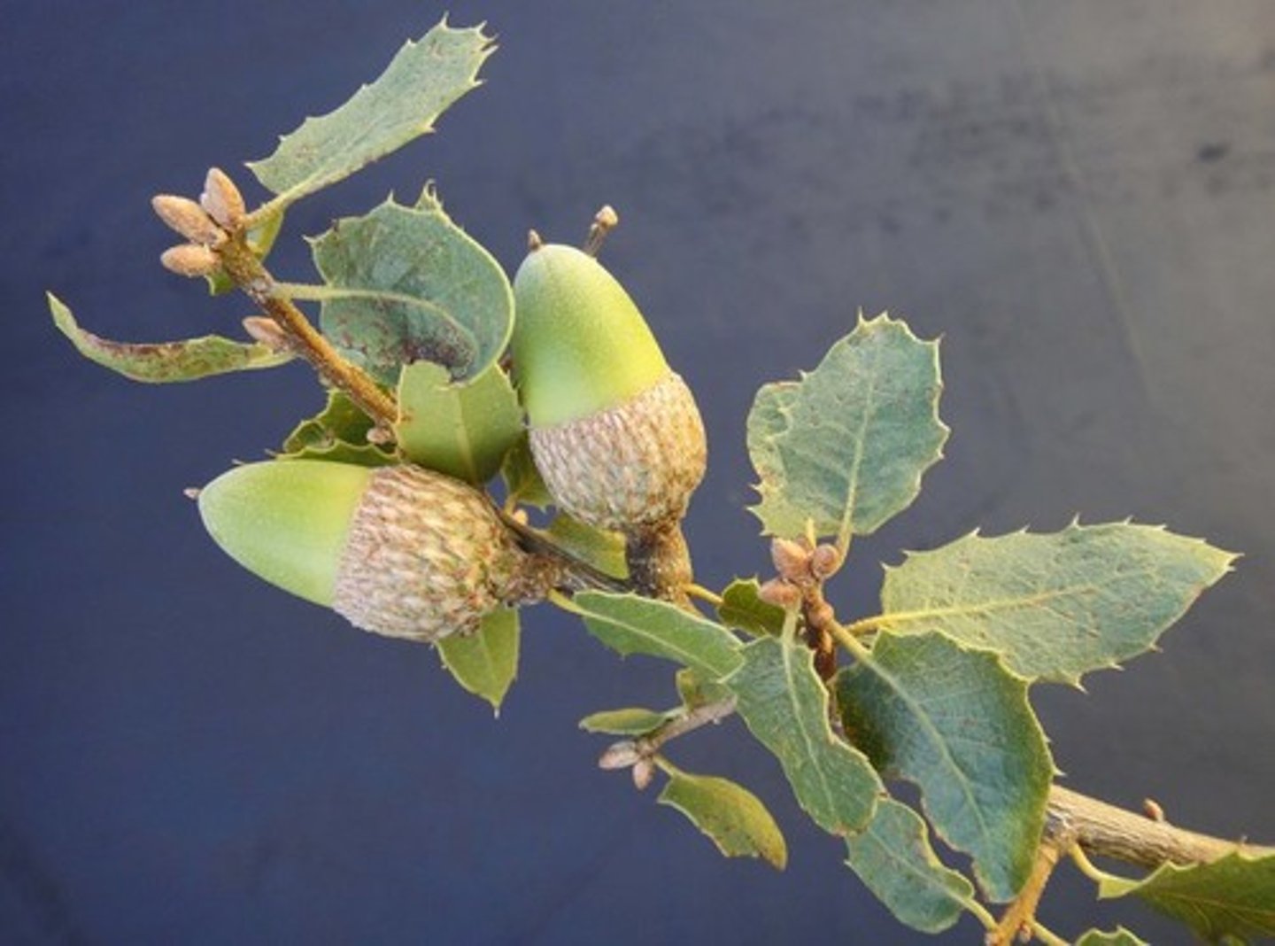<p>quercus wislizeni (fagaceae)</p>