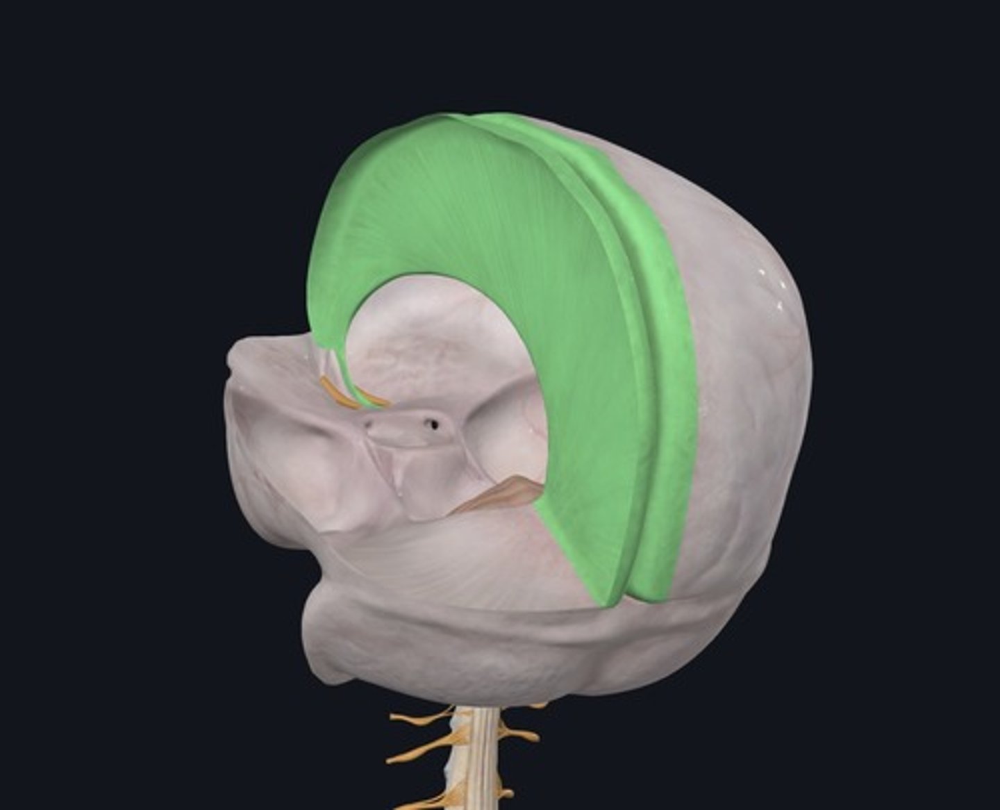 <p>Name the structure highlighted green.</p>