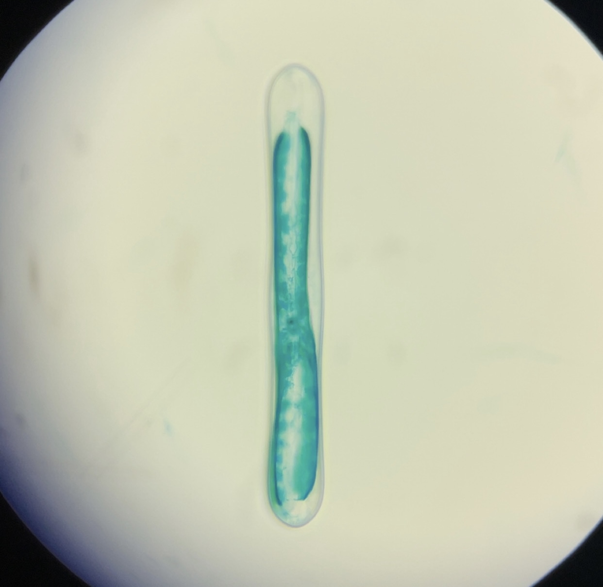 <p>Identify name, kingdom, domain, unicellular/multicellular</p>