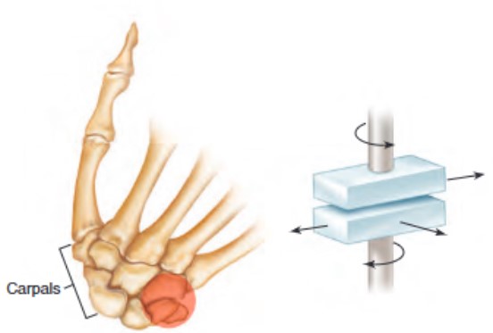 <ul><li><p>sliding and twisting movements</p><ul><li><p>articulating surfaces are flat/slightly curved</p></li><li><p>found in the wrist/ankle + in the articular processes of adjacent vertebrae</p></li></ul></li></ul><p></p>