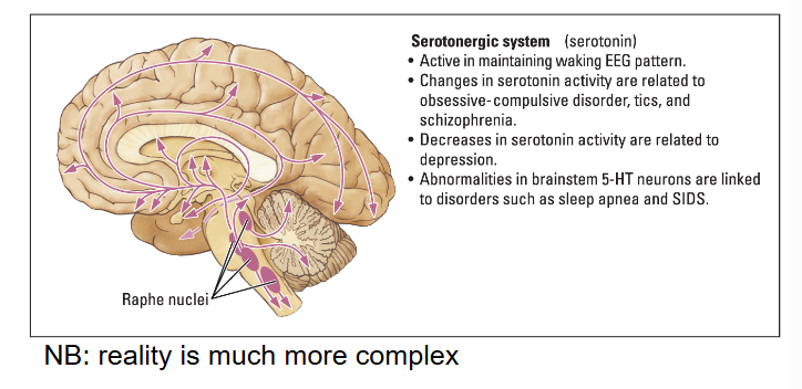<p>Wakefulness during movement.</p>