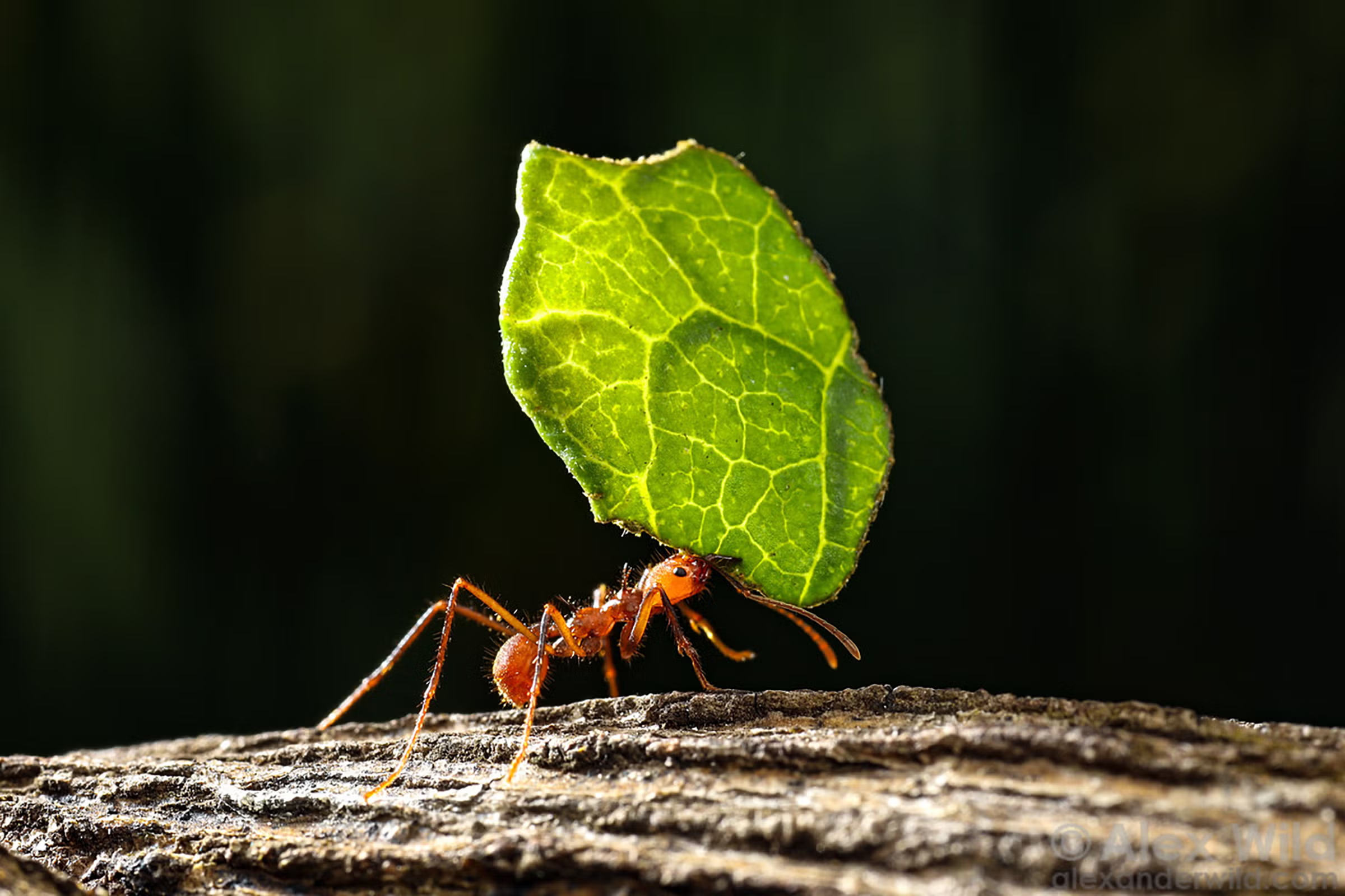 <p>ant carrying leaf…</p>