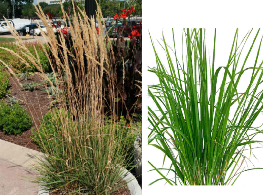 <p><span>Calamagrostis acutiflora</span></p><p>Feather Reed Grass</p>