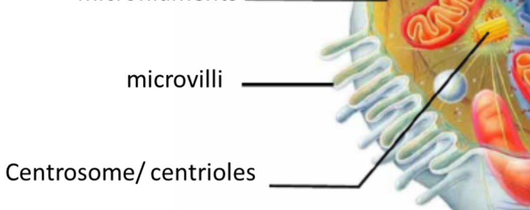 <p>Centrioles</p>