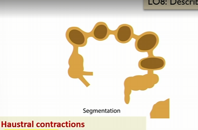 <p>Segmentation like, </p><p>local back and forth contraction of the colon in haustra</p><p></p><p>mixes the intestinal content</p><p>maximizes contact with mucosa, allowing water and electrolyte absorbtion</p><p>Key point: segmentation does not move feces forward much</p>