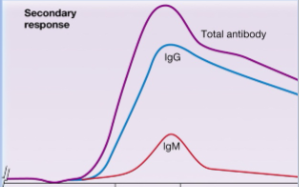 <p>-upon secondary exposure to same antigen, B-cells mounted a heightened memory response</p><p>-shorter lag</p><p>-rapid log phase</p><p>-longer persistence</p><p>-a higher IgG titer</p><p>-production of antibodies with a higher affinity for the antigen</p>