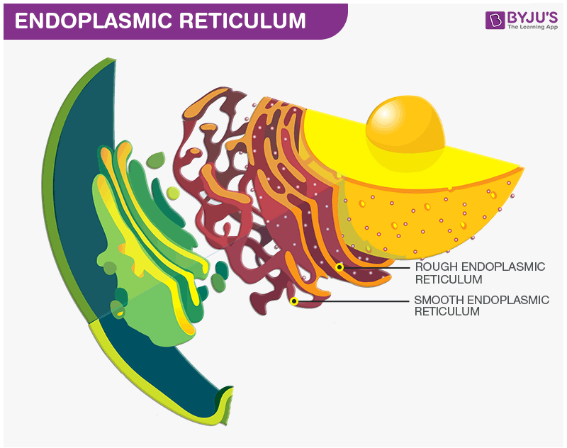 <p>Serves as a mini circulatory system for carrying substances from one part of the cell to another.</p><p>System of fluid-filled tunnels that coil and twist through the cytoplasm.</p>