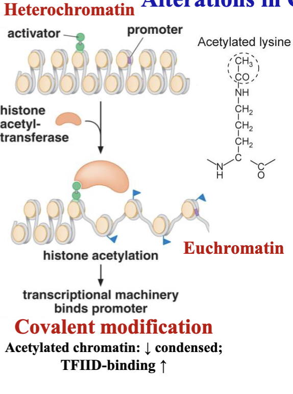 <p>heterochromatin → euchromatin</p><ul><li><p>histone acetyltransferase (like lysine)</p></li><li><p>acetylates chromatin</p></li></ul>