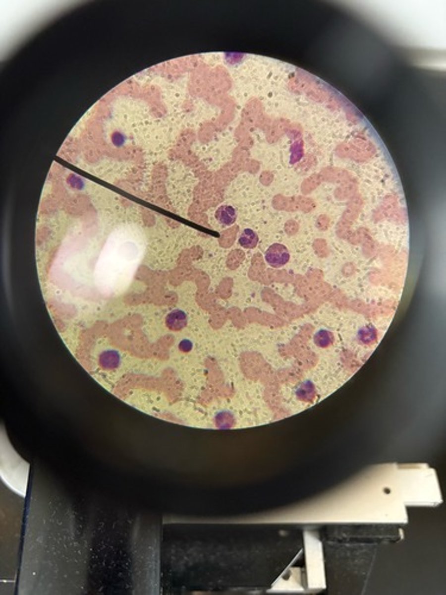 <p>Identify</p>