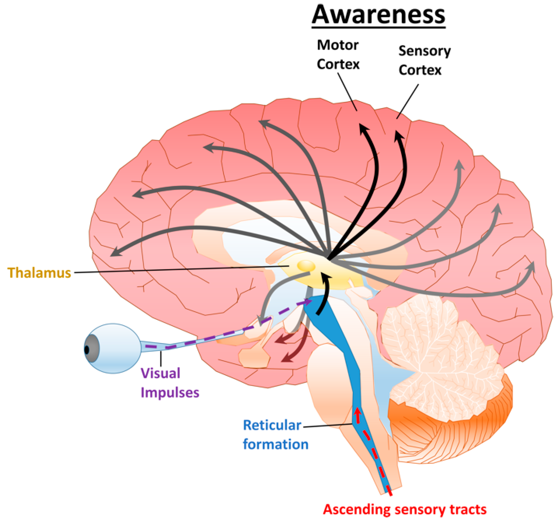 <p>Neurons that extend from hindbrain to midbrain; from middle of the medulla and the Pons to slightly beyond.</p><ul><li><p>Reticular Activating Device:<strong> <mark data-color="blue">selective</mark> attention and arousal/alertness to incoming stimuli.</strong></p></li><li><p><strong><mark data-color="blue">Acts as sensory filter, determines which incoming info will reach the cerebral cortex</mark></strong></p></li></ul>