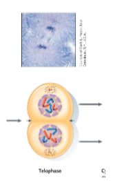<p>Mitosis – Telophase</p>
