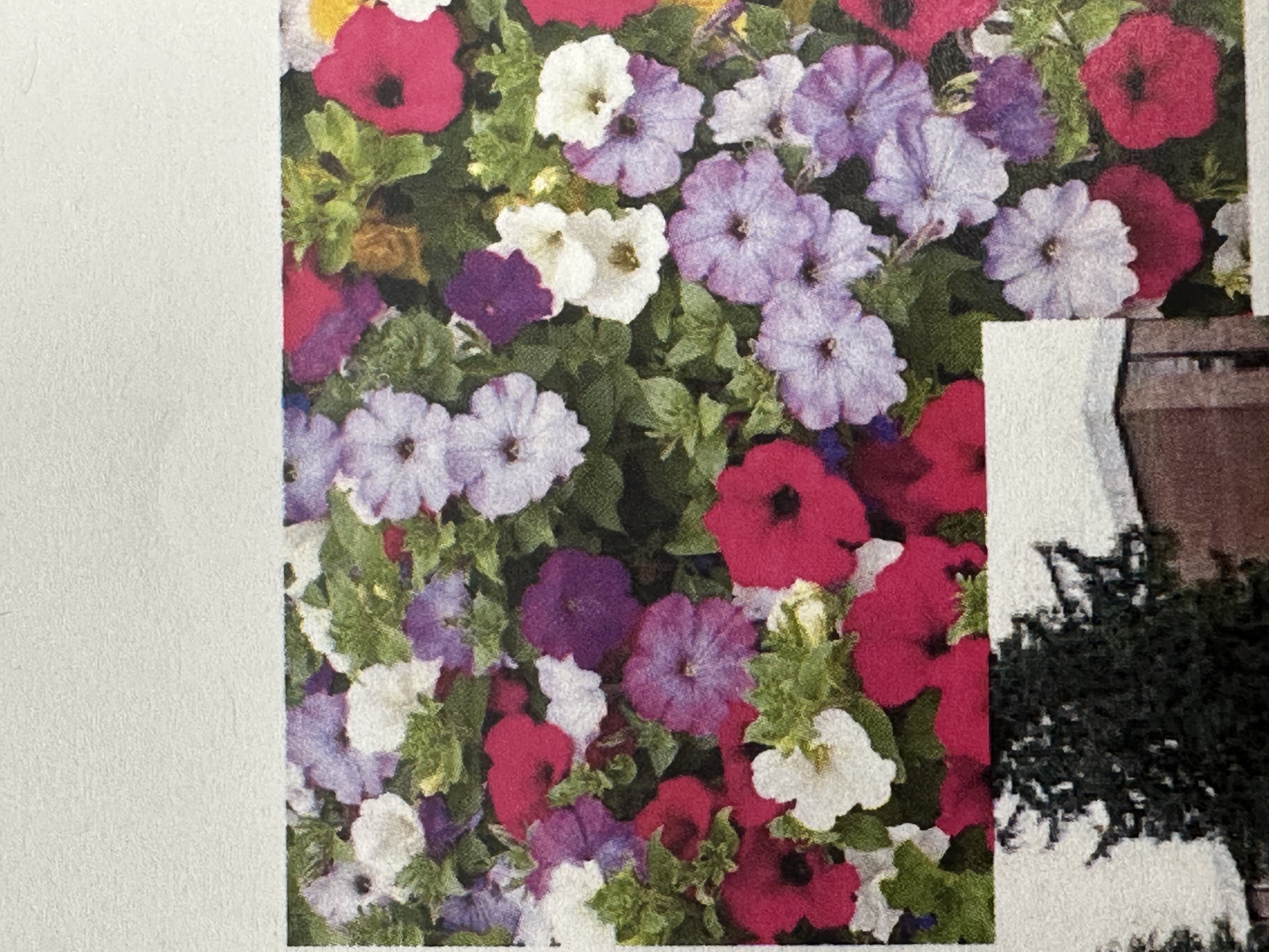 <p>Petunia x atkinsiana</p>