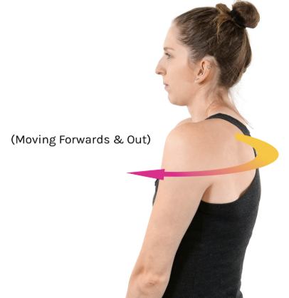 <p>nonangular movement anteriorly; move forwards and out</p>