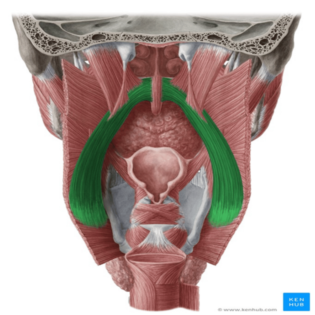 <p>•Origin</p><p>–Soft Palate</p><p>•Insertion</p><p>–Pharyngeal Wall</p><p>•Function</p><p>–Elevates pharynx superiorly, anteriorly and medially (shortening it to swallow)Innervation</p><p>–Close during pharyngeal phase of swallow</p><p>Vagus and accessory</p>