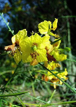 <p>Scientific Name</p>
