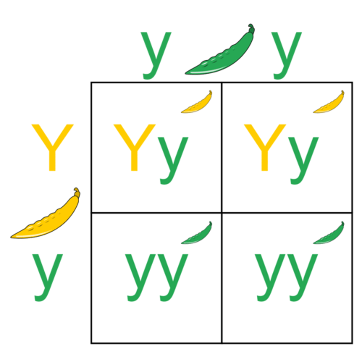 <p>A cross between individuals that involves ONE pair of contrasting traits</p>