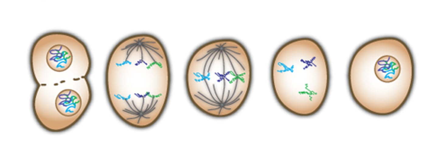 <p>cell division in which the nucleus divides into nuclei containing the same number of chromosomes</p>