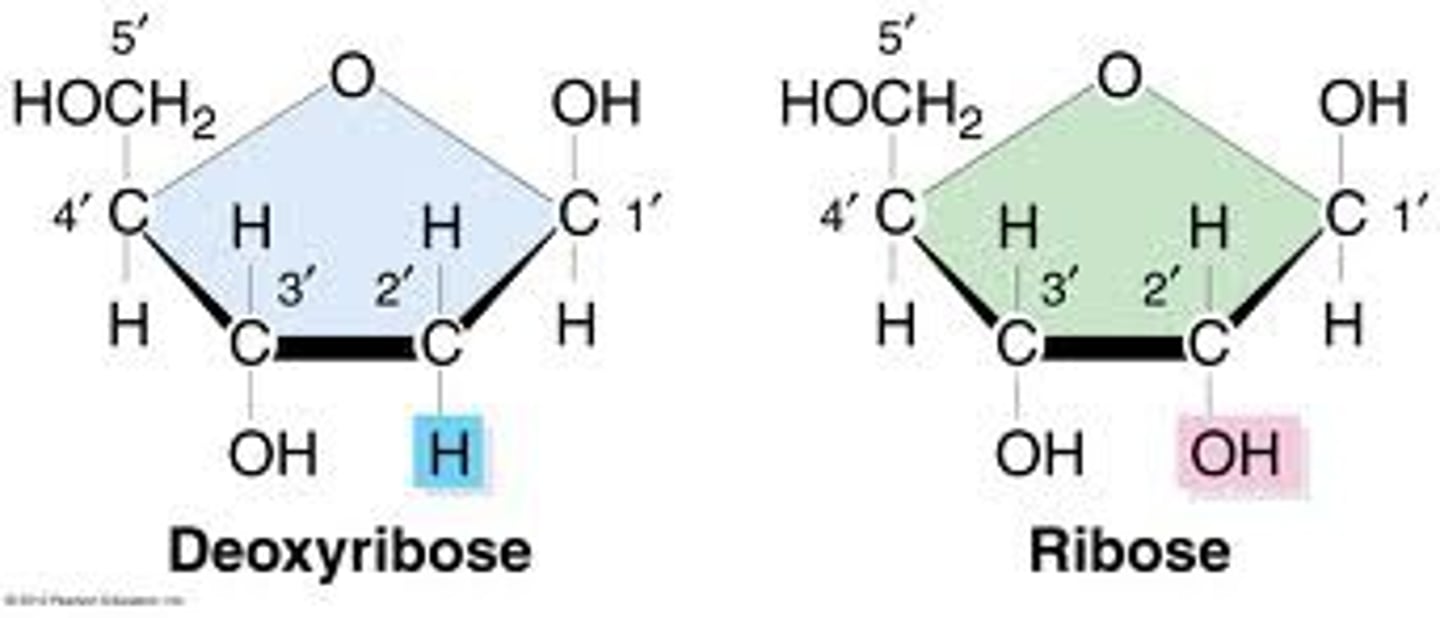 <p>ribose has oxygen on bottom, deoxyribose doesn't</p>