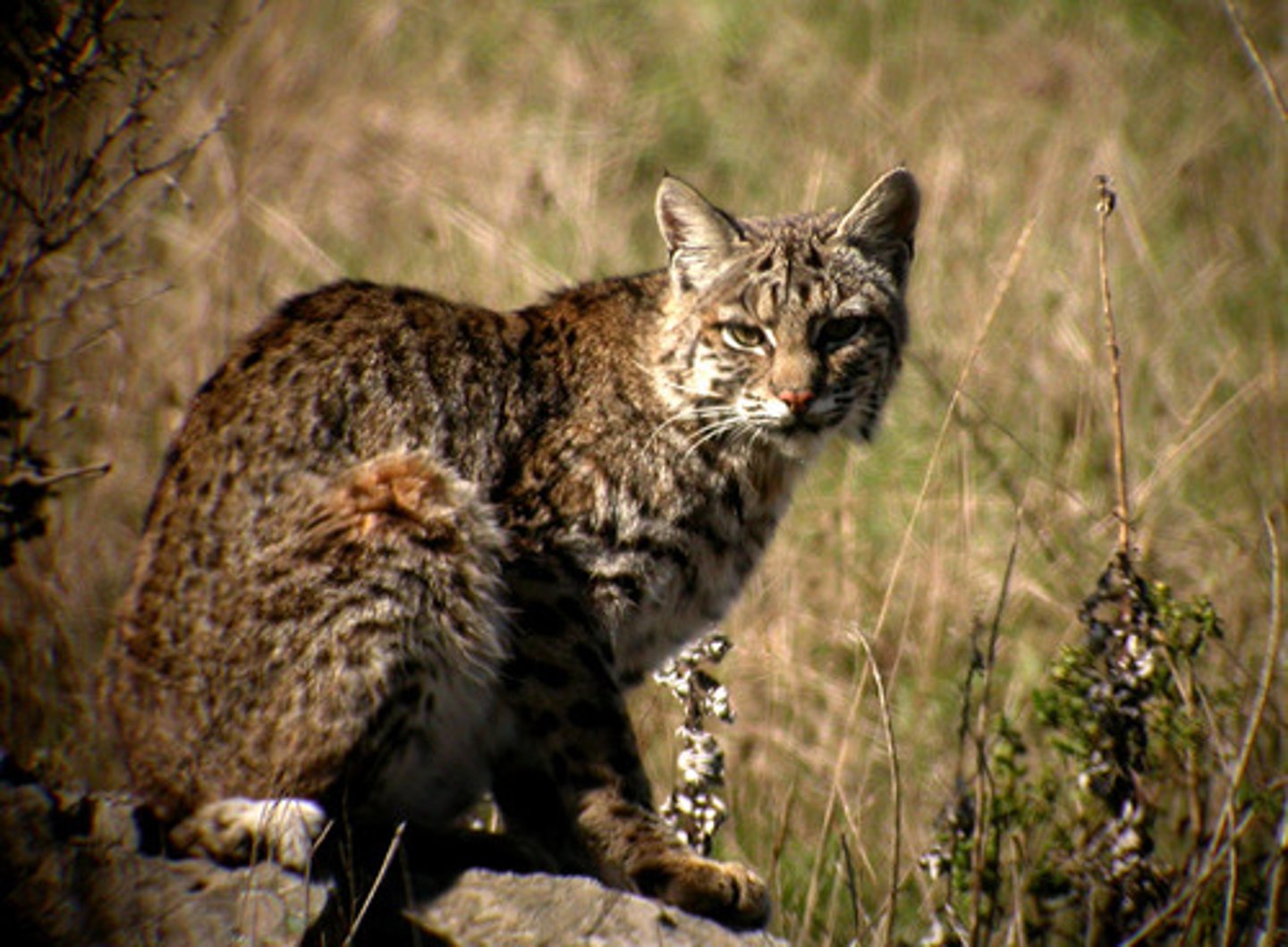 <p>Lynx rufus</p>