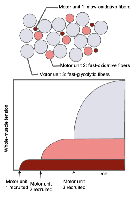 <ul><li><p>small diameter muscle fibers</p></li><li><p>few fibers per motor unit</p></li><li><p>generates least tension</p></li></ul><p></p>